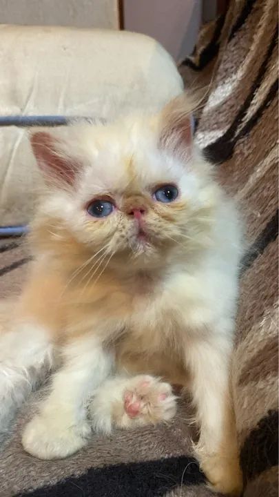 Filhote de Gato Persa 