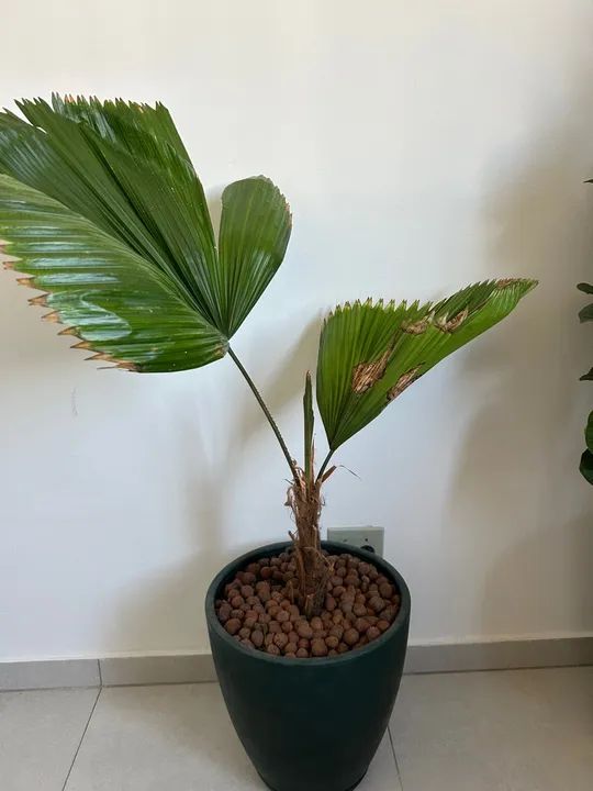 Palmeira natural Chamaedorea Elegans - Foto 3