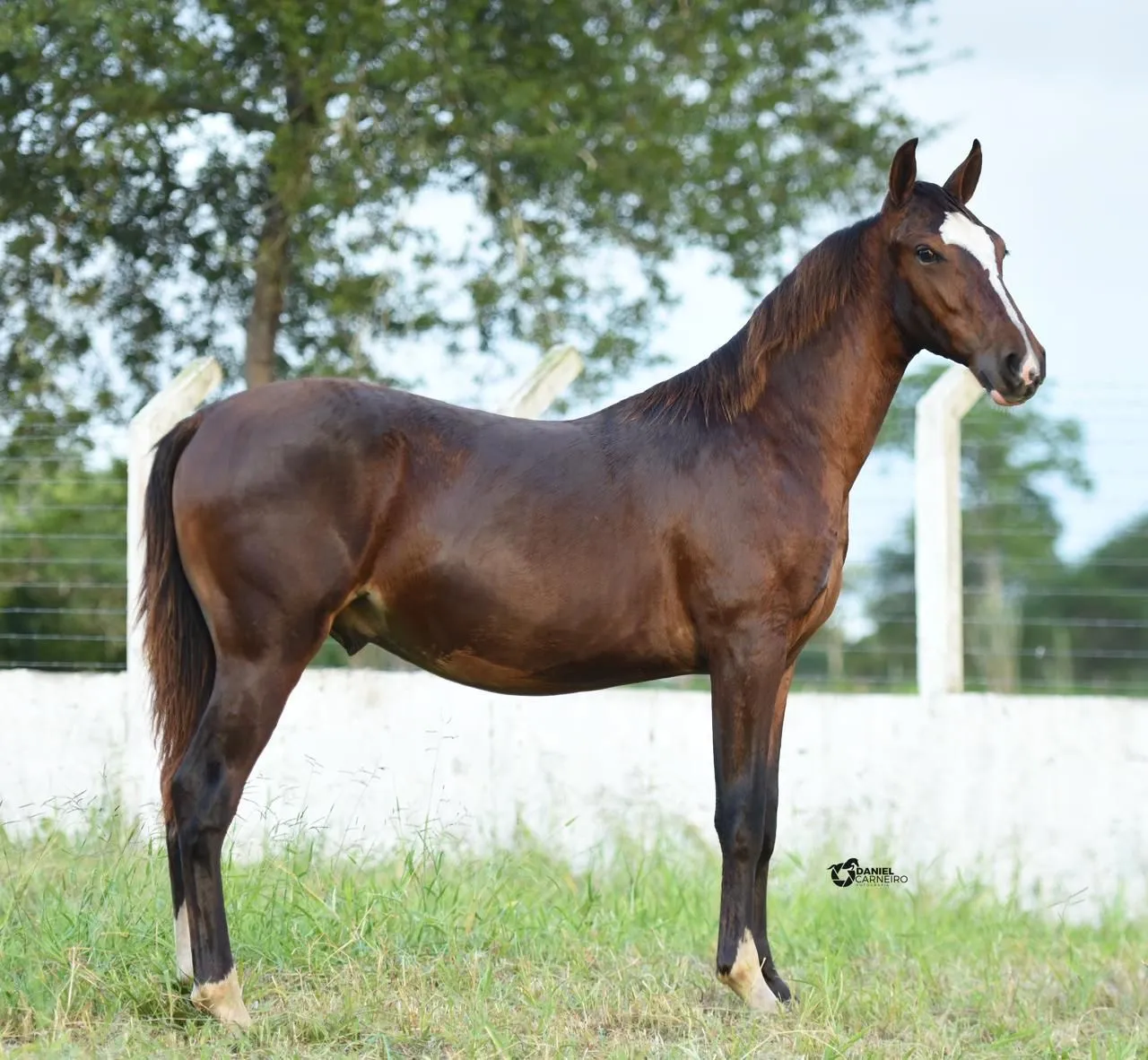 Potro Mangalarga marchador 