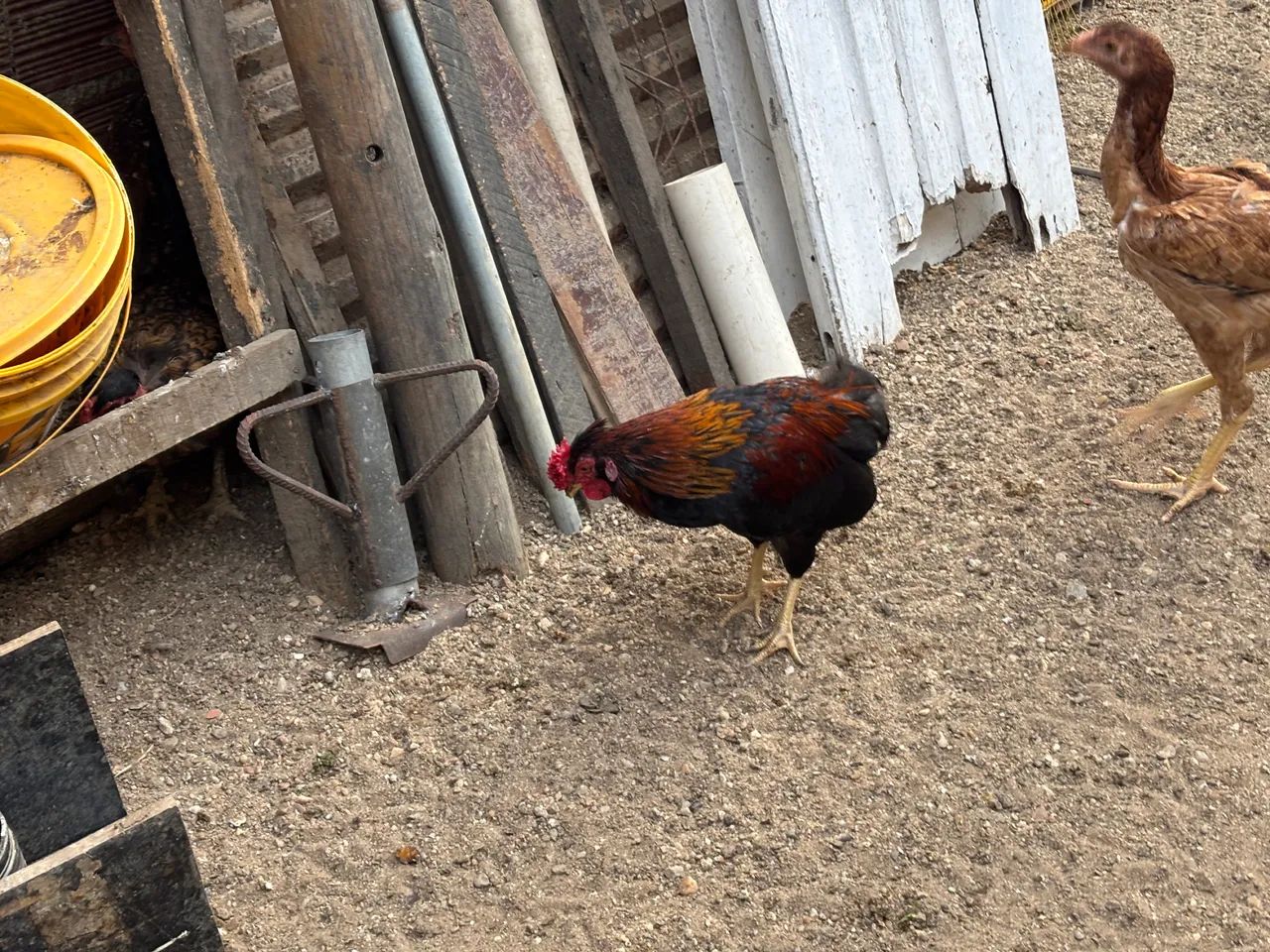 Galo chinês duro - Foto 4