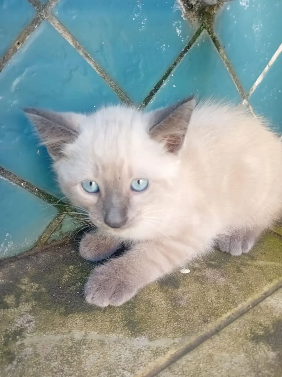 siamês peludo para adocao