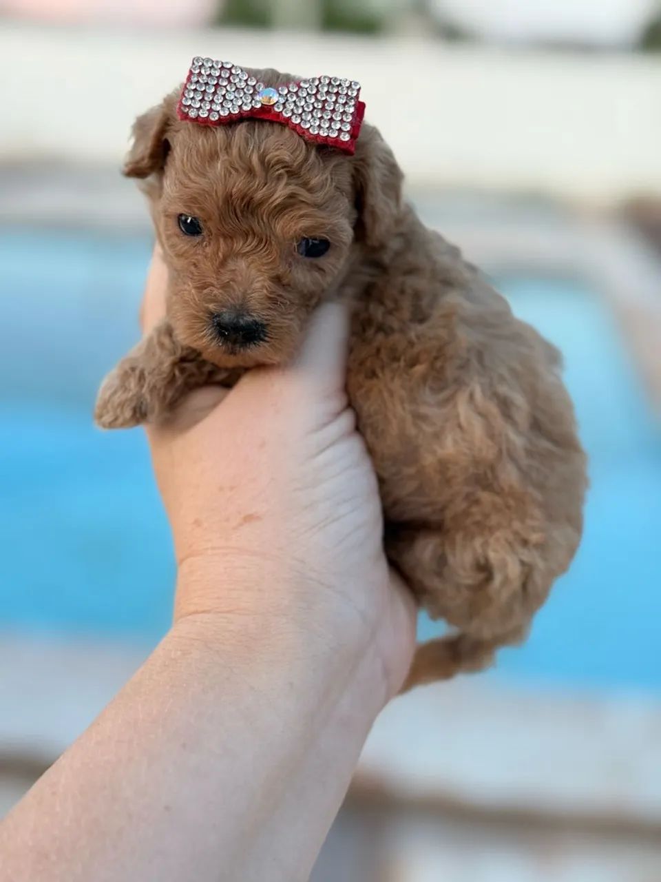 Poodle Mini Toy - Fêmea e Macho Red 