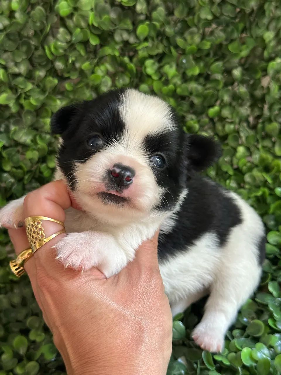 Chihuahua-Cachorrinhos de linhagem Pura- Contrato e Todas as Garantias 
