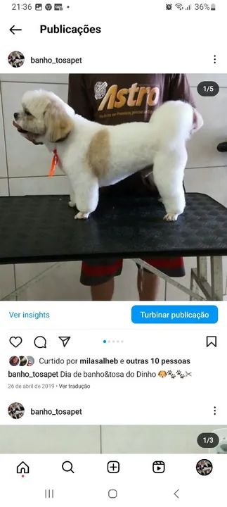 Curso de Banho e Tosa - Foto 4