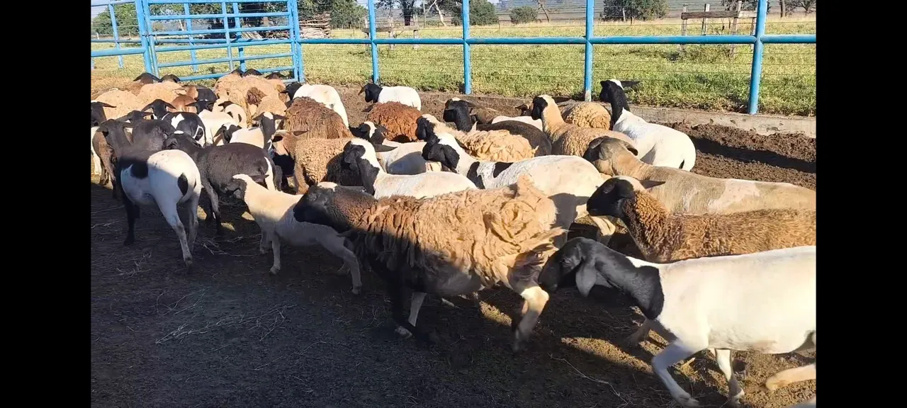 Carneiros a venda 