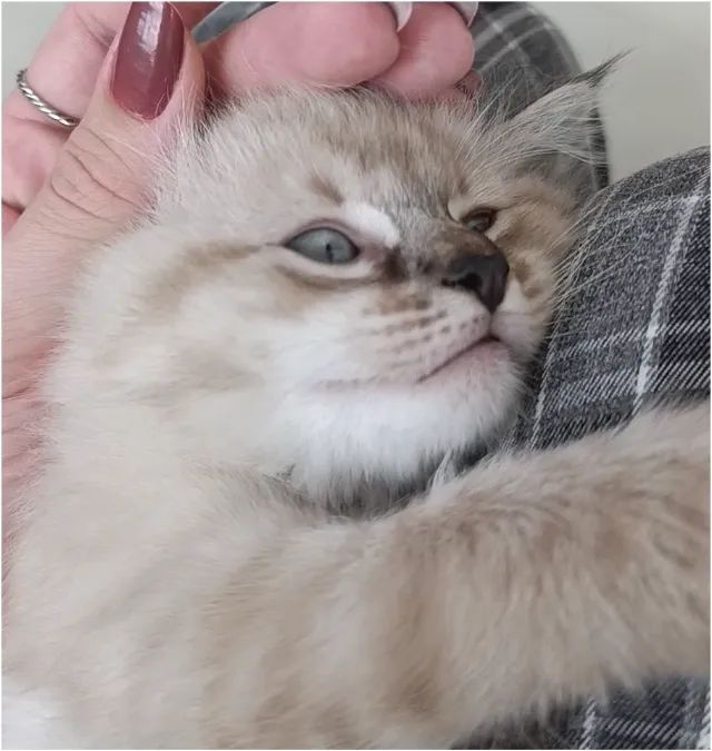 Filhote de gato para doação / adoção - Foto 3