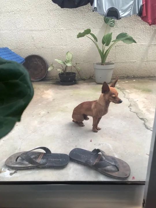 Pinsher machinho  2 aninhos Procurando Lar - Foto 5