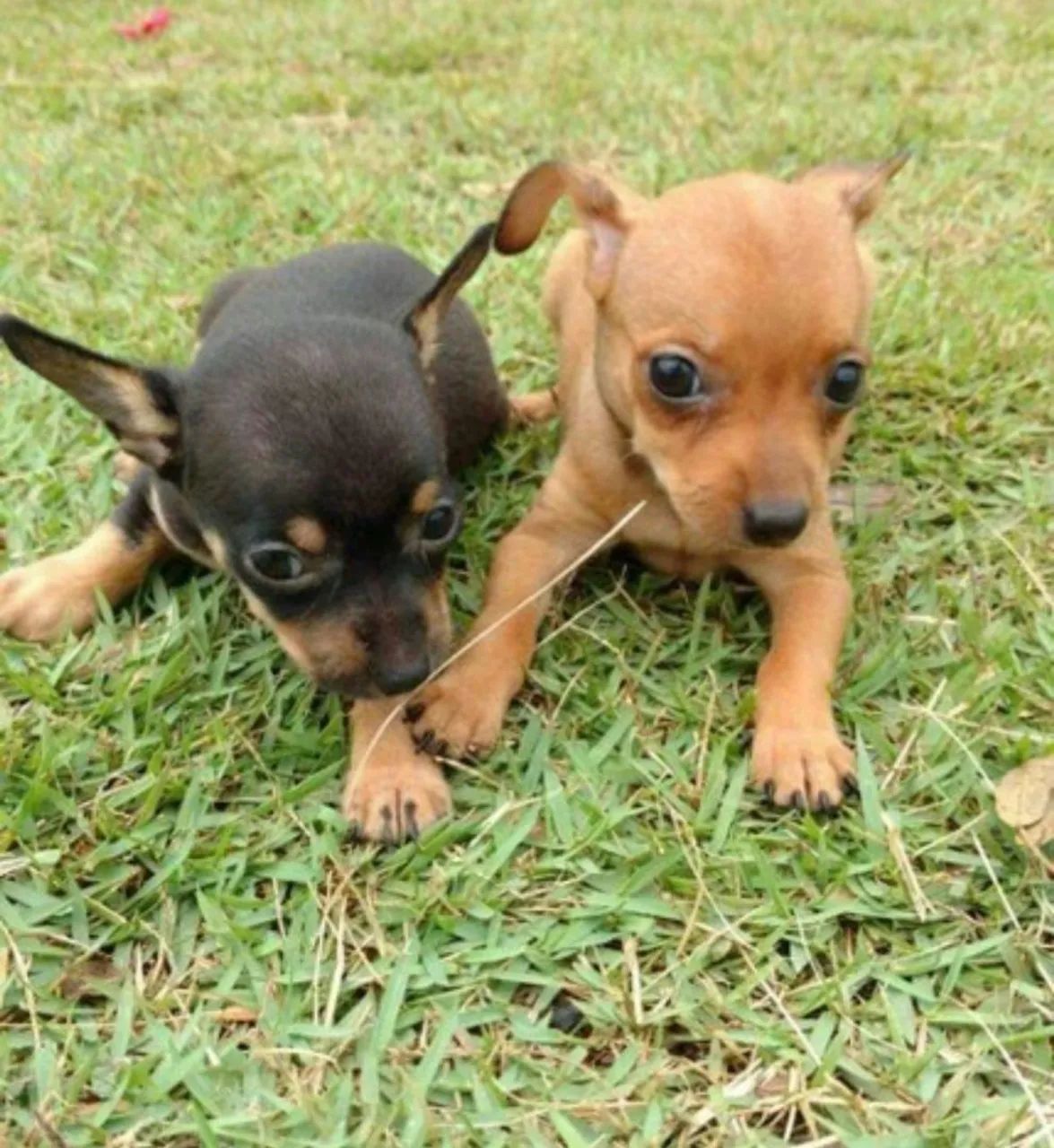 Pinscher zero - Foto 5
