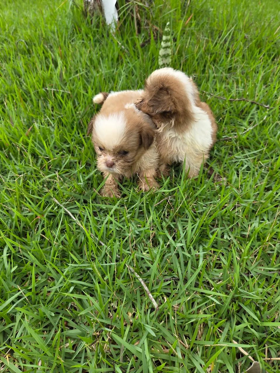 Filhotes de shitzu  - Foto 3