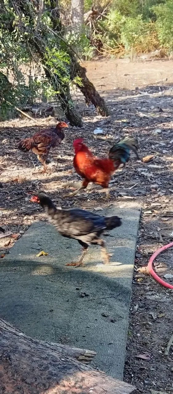Galos Galizé macho e Galinhas novas