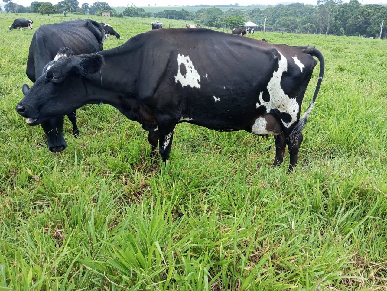 Vacas e Novilhas de leite - Passo Cartão 