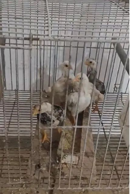 Pintos e frangos da raça Koshamo. - Foto 4