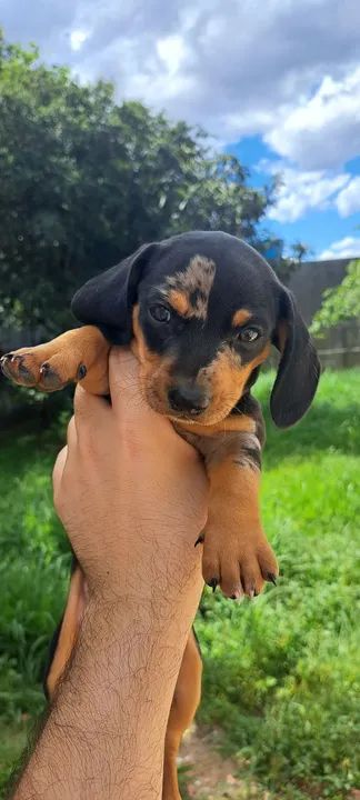 Filhotes de Salsicha, Dachshund, teckel, mini basset, salsichinha, linguiça  - Foto 4