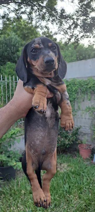 Filhotes de Salsicha, Dachshund, teckel, mini basset, salsichinha, linguiça 