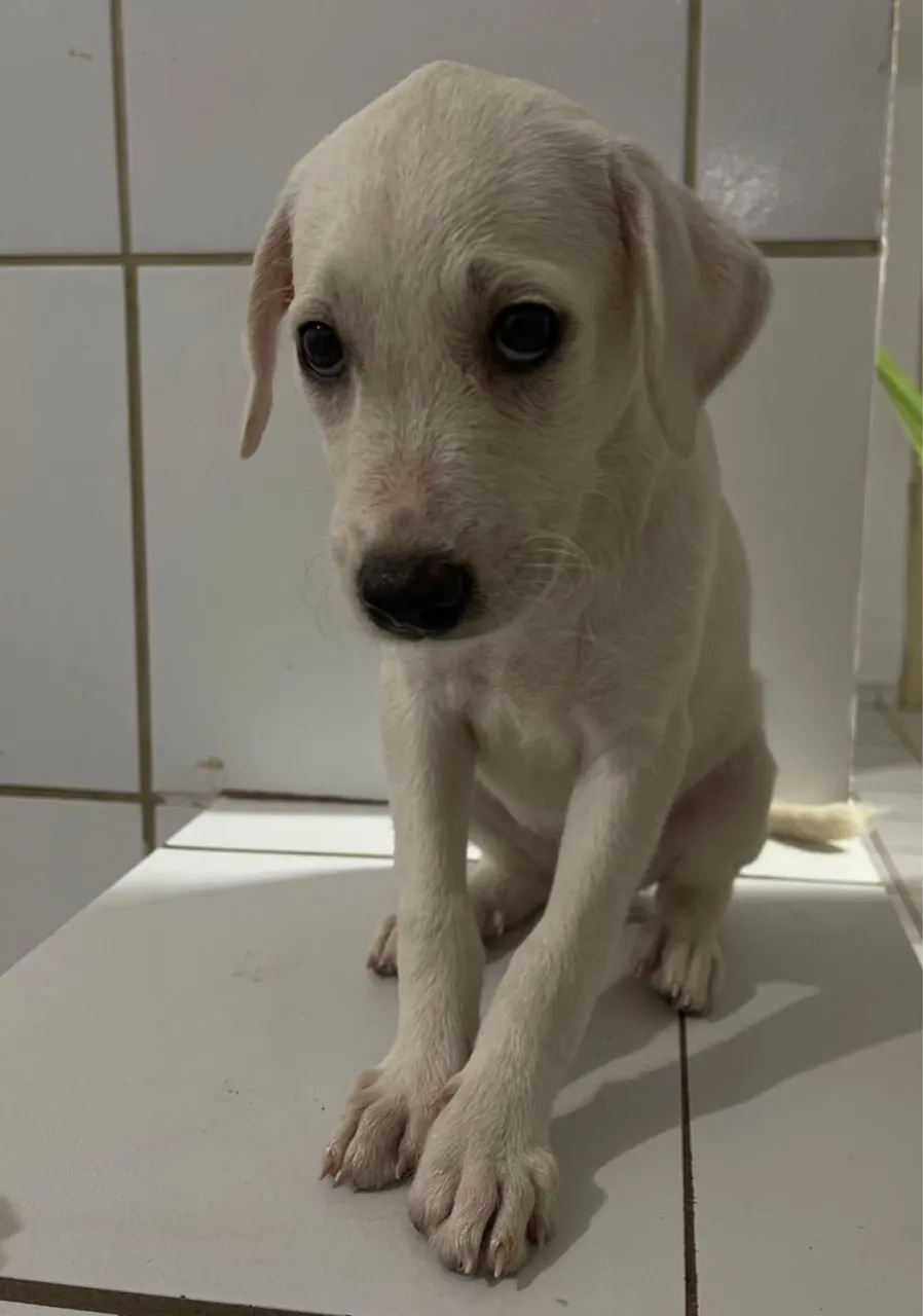 Filhotes de poodle standard disponíveis para adoção responsável 