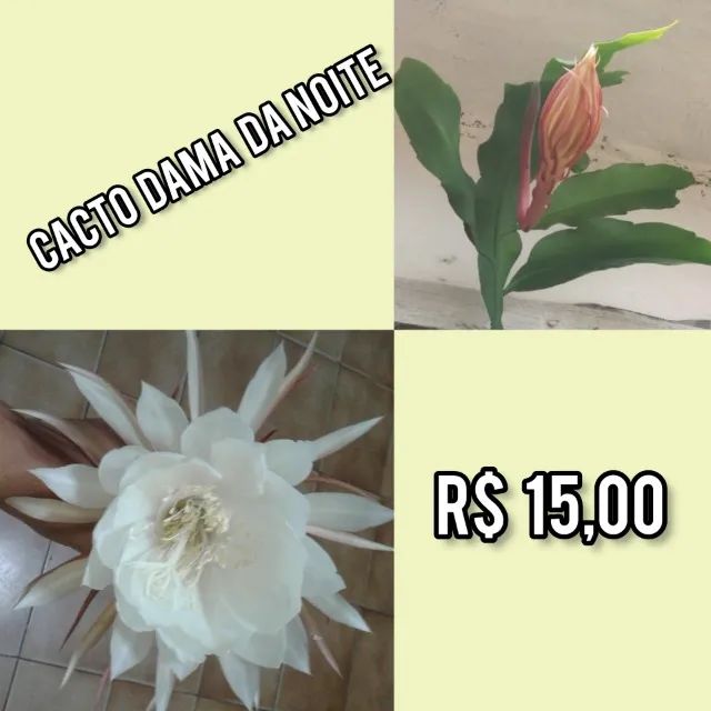 plantas e folhagens - Foto 2