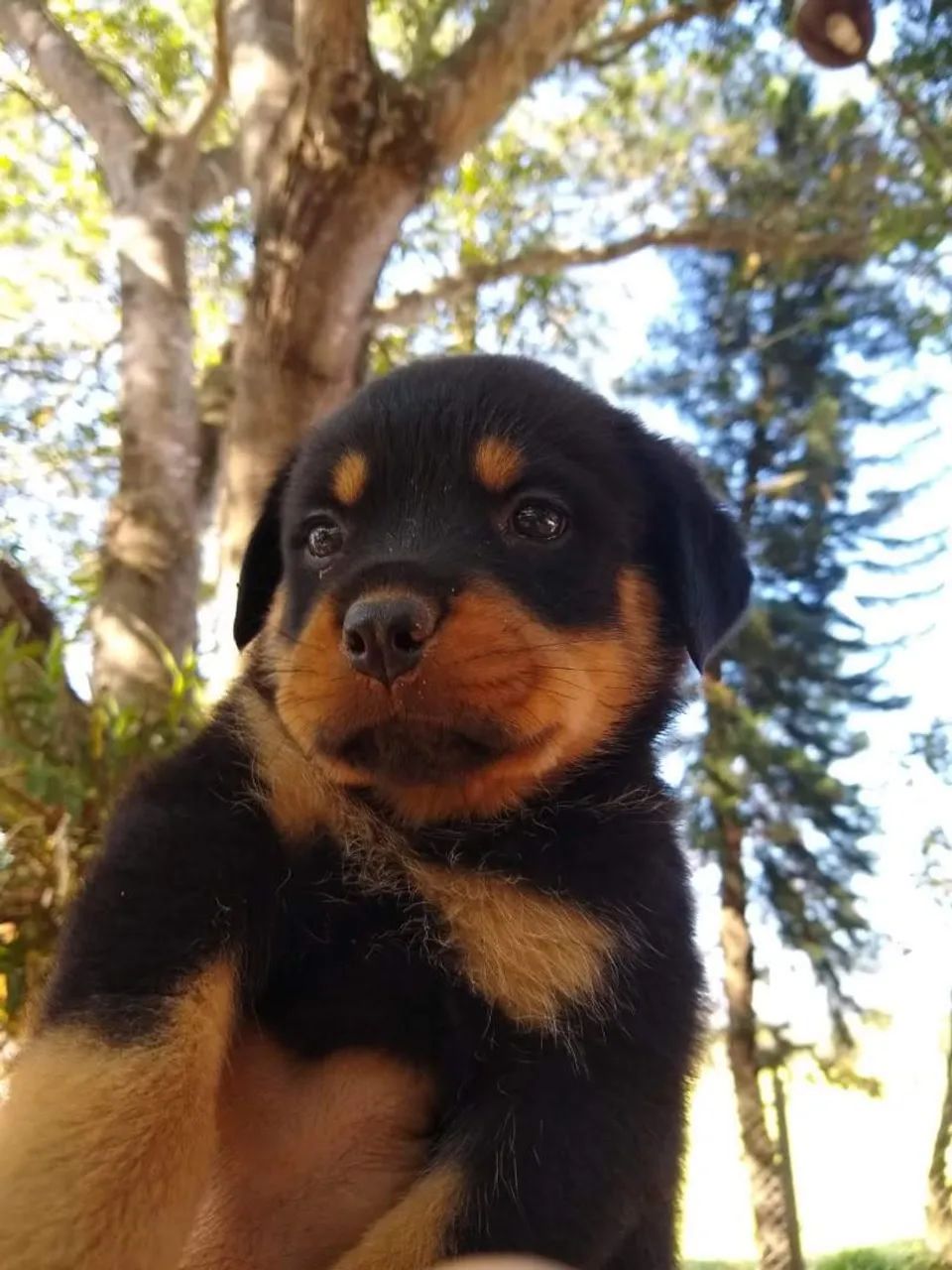 Rottweiler último casal - Foto 3