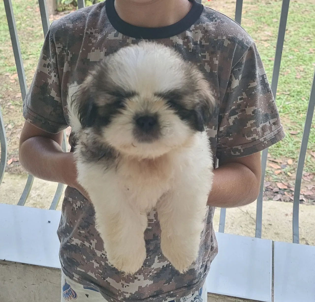 Filhote de Shih Tzu