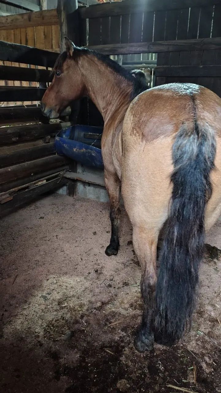 Vendo Égua Crioula - Foto 4