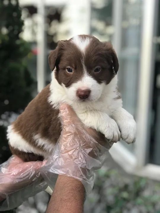 Border Collie Chocolate/Bluemerle/Redmerle - Assistencia veterinaria gratuita - Foto 4