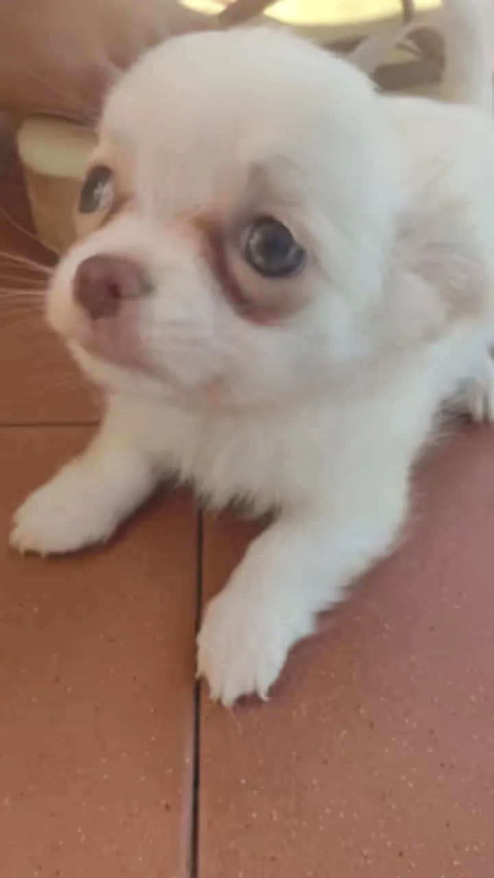 Chihuahua Mini, elegante e dócil - A companhia perfeita para sua família!