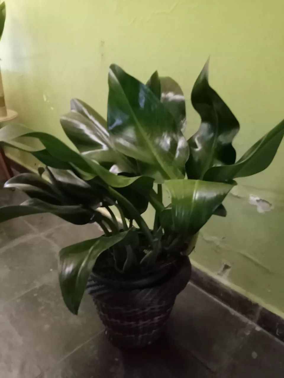 Planta verde em vaso Pacová gigante 