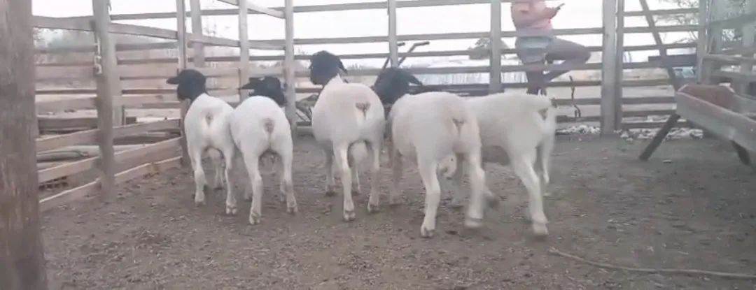 Borregos Dorper