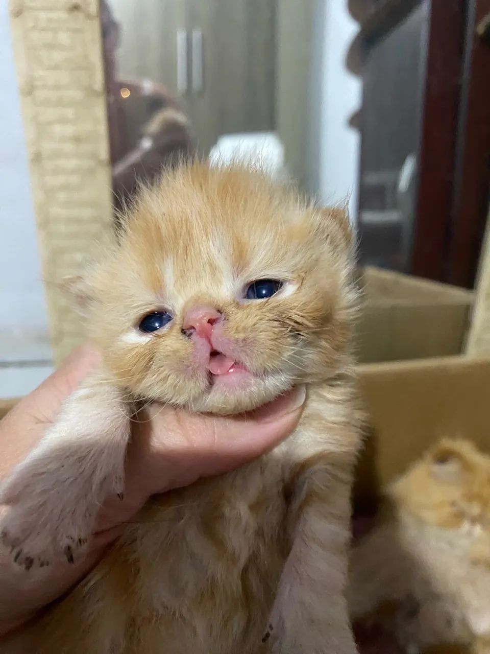 Gatos persa show 