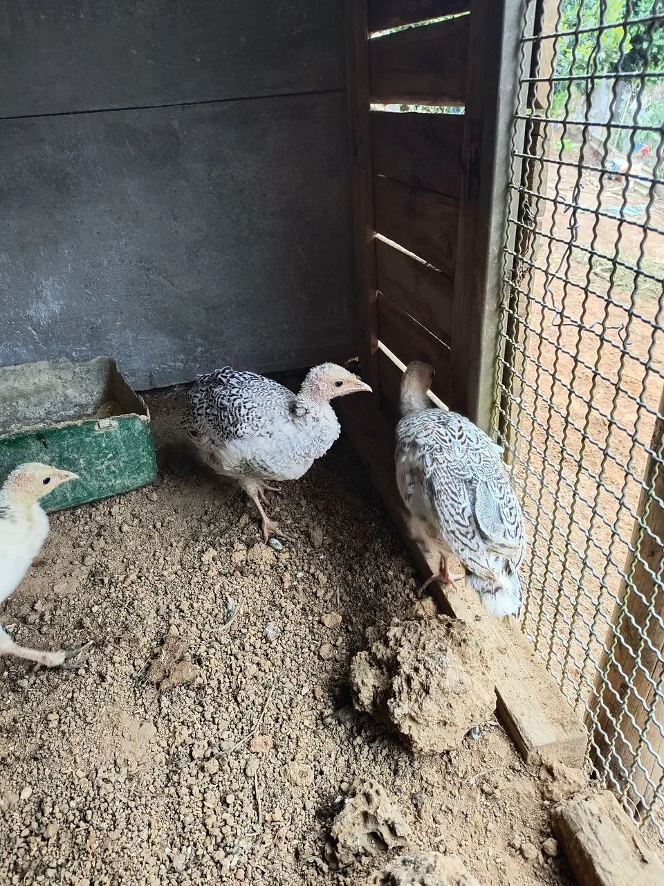 Frangos de peru