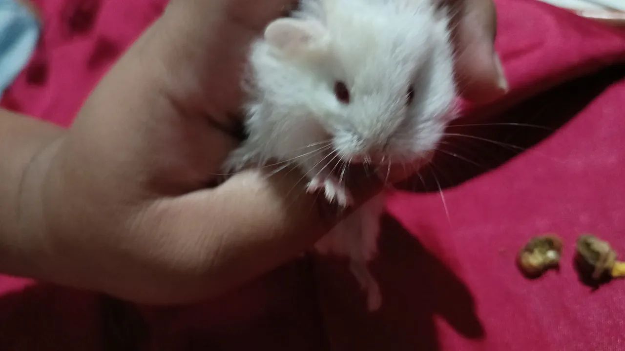 Venda de hamster por 40$R - Foto 3