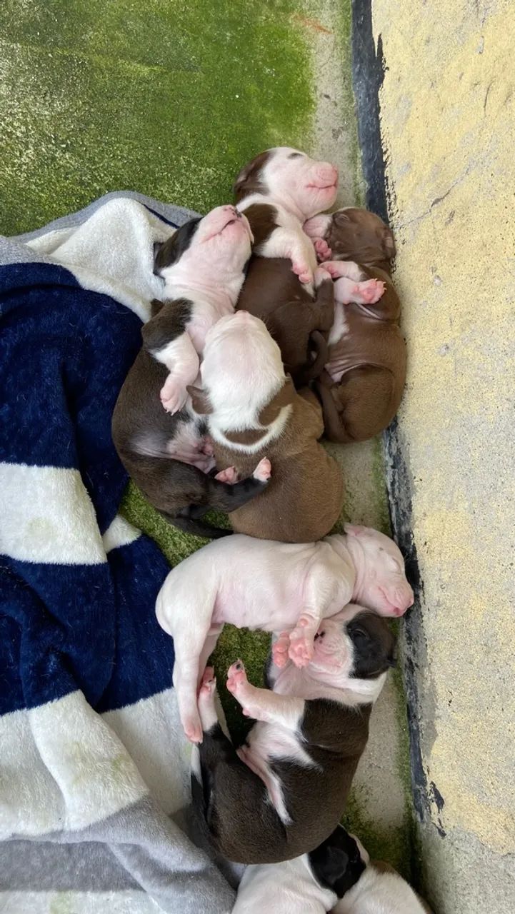Filhote De Pitbull  - Foto 3