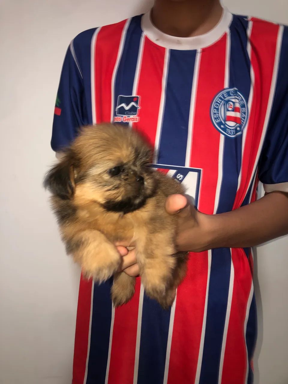 Filhote de shitszu  - Foto 3