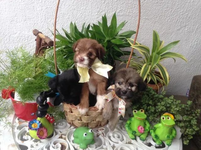 Shitzu com ilasa caminha brinde