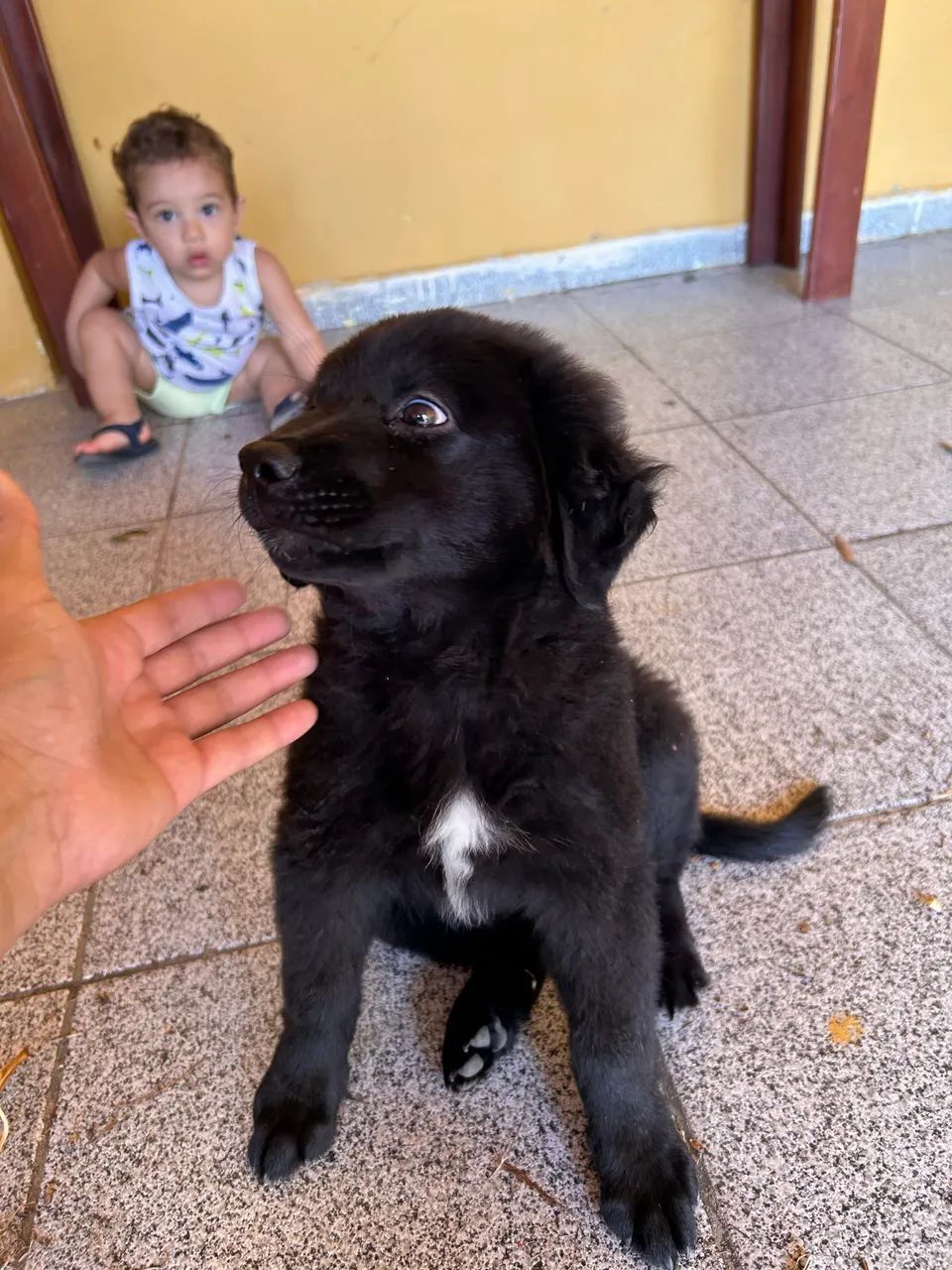 Labrador preto - Foto 3