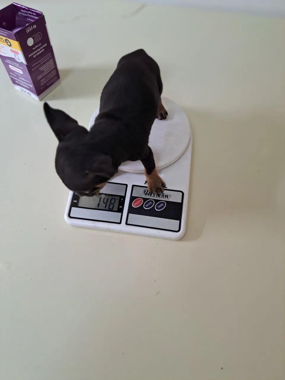 Miudinho pinscher zero 