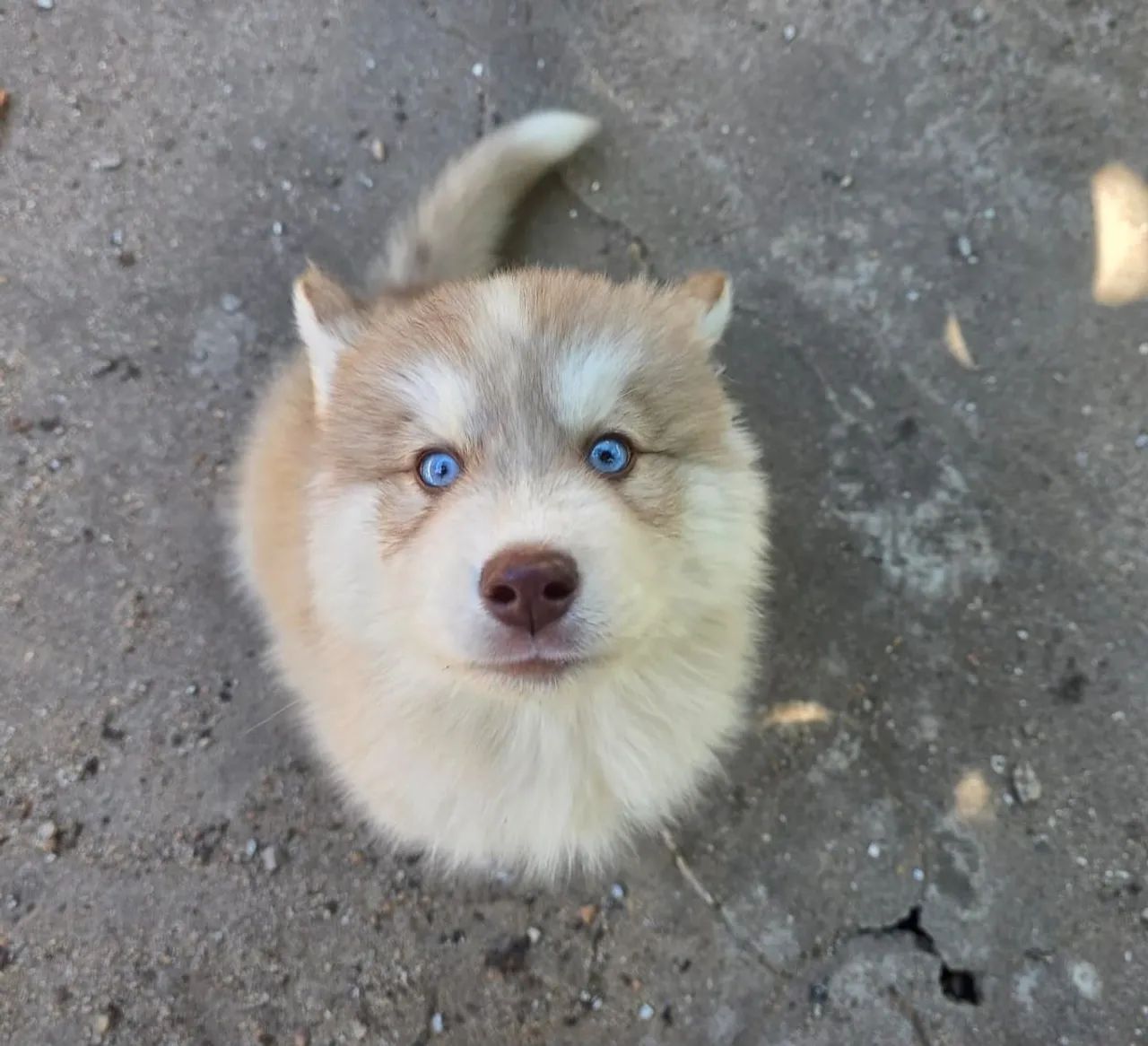 Husky Siberiano Macho - Foto 2