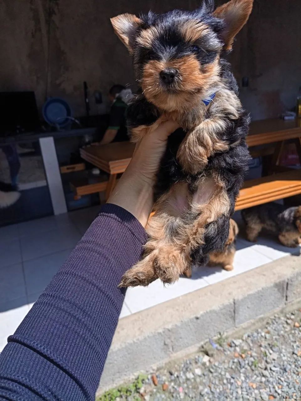 Yorkshire Terrier 