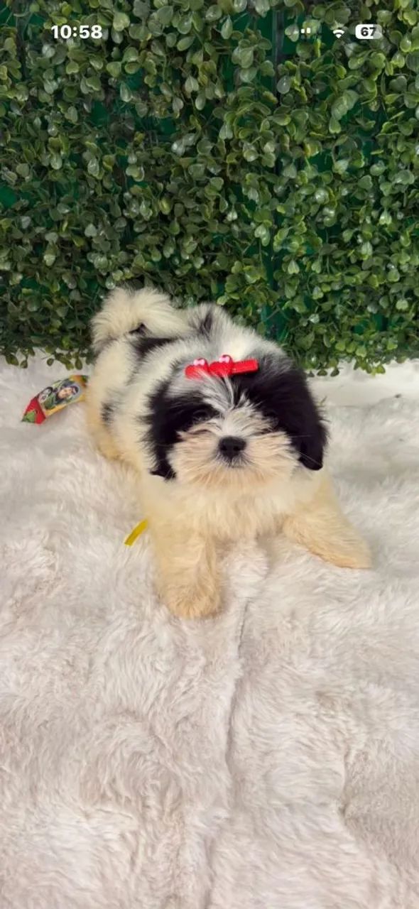 Shitzu pronta entrega 