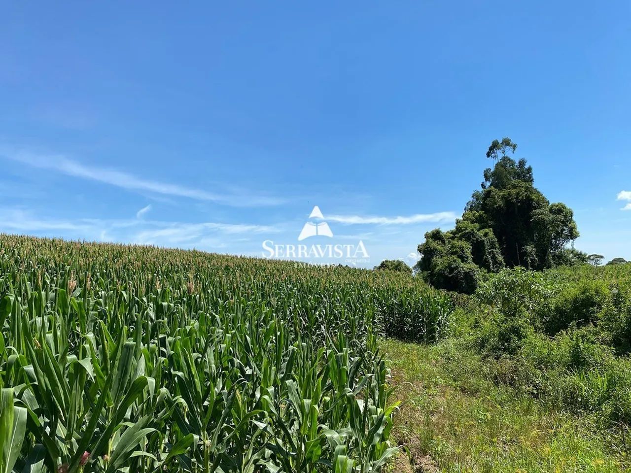 Chácara à 8 km do centro de Campo Alegre-20.000 m2