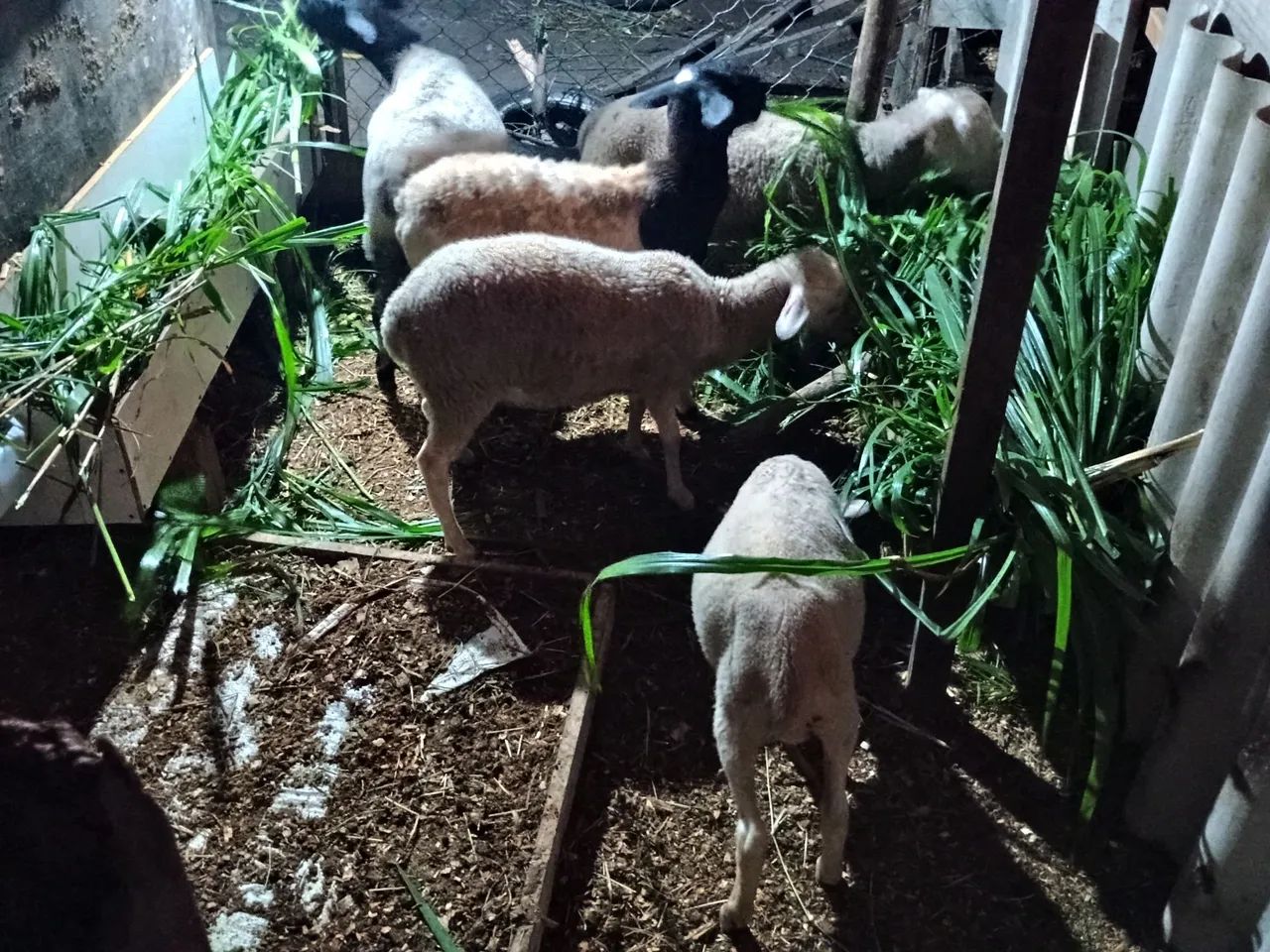 Lote de carneiro  - Foto 2