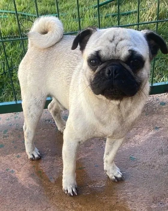 Pug macho 
