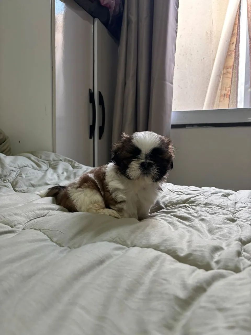 Macho 