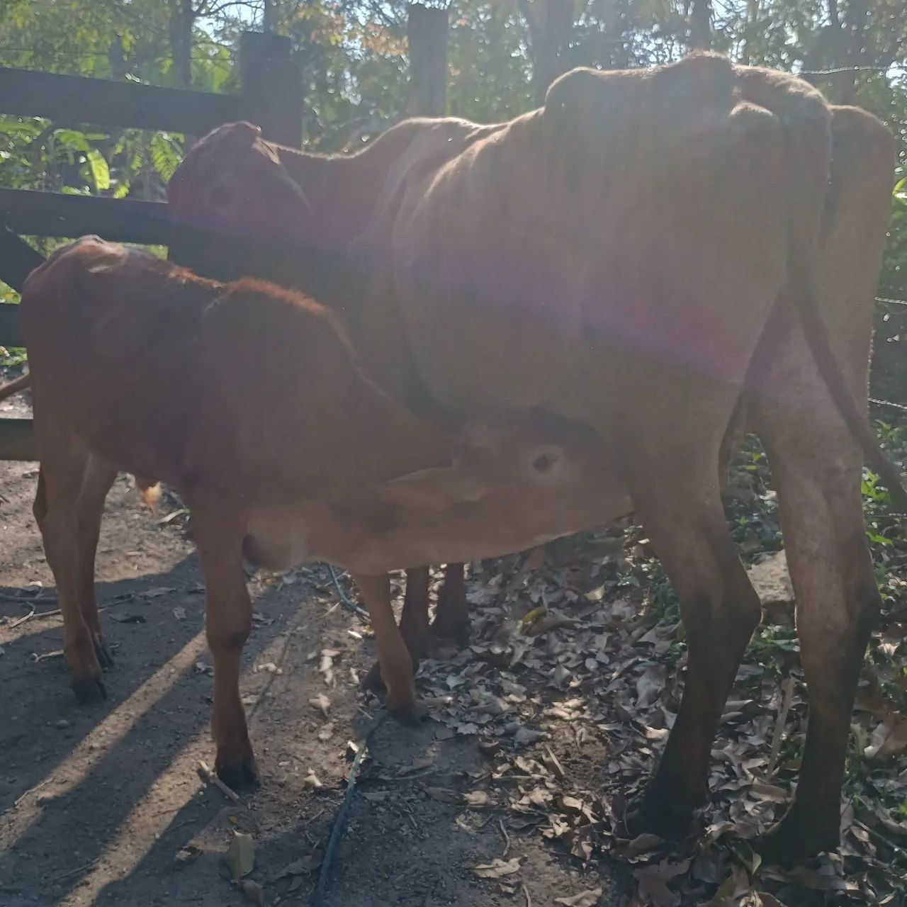 Vaca com bezerro 