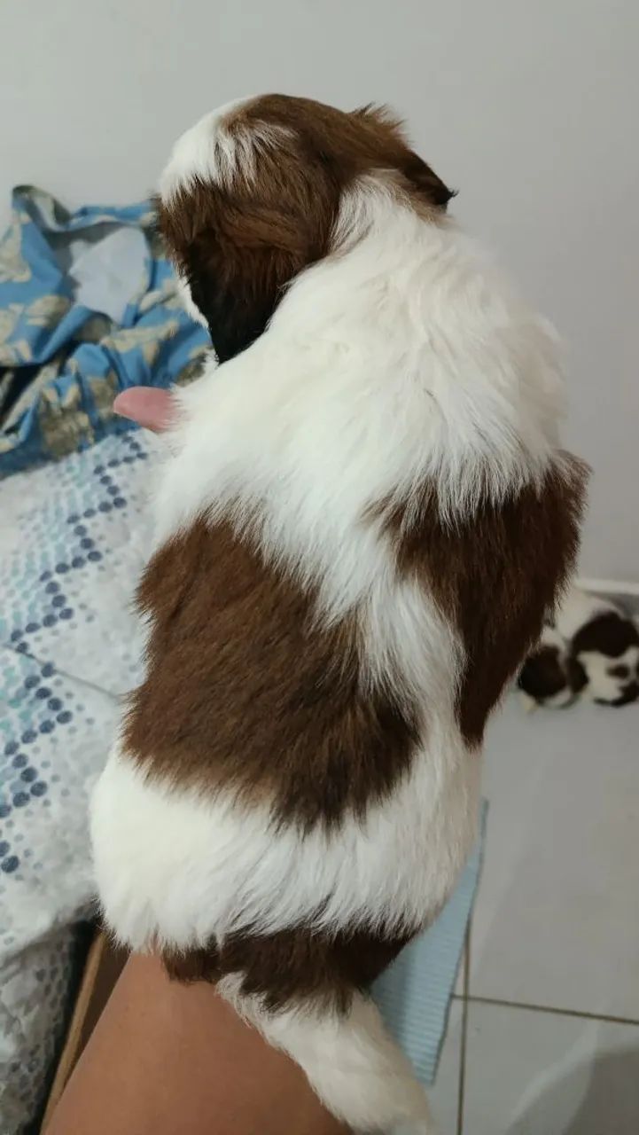 Shitzu macho  - Foto 2