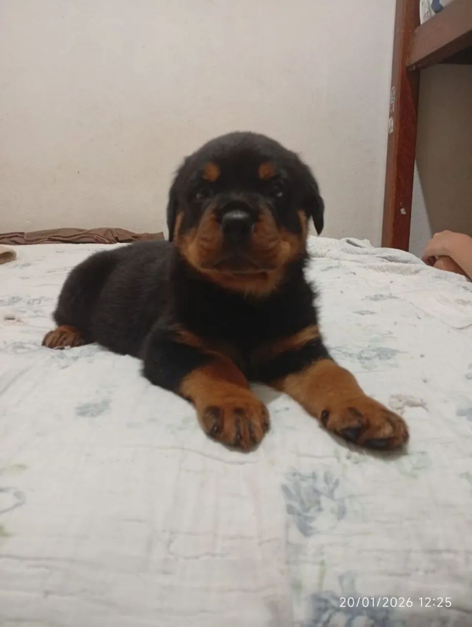 Casal de Rottweiler  - Foto 2