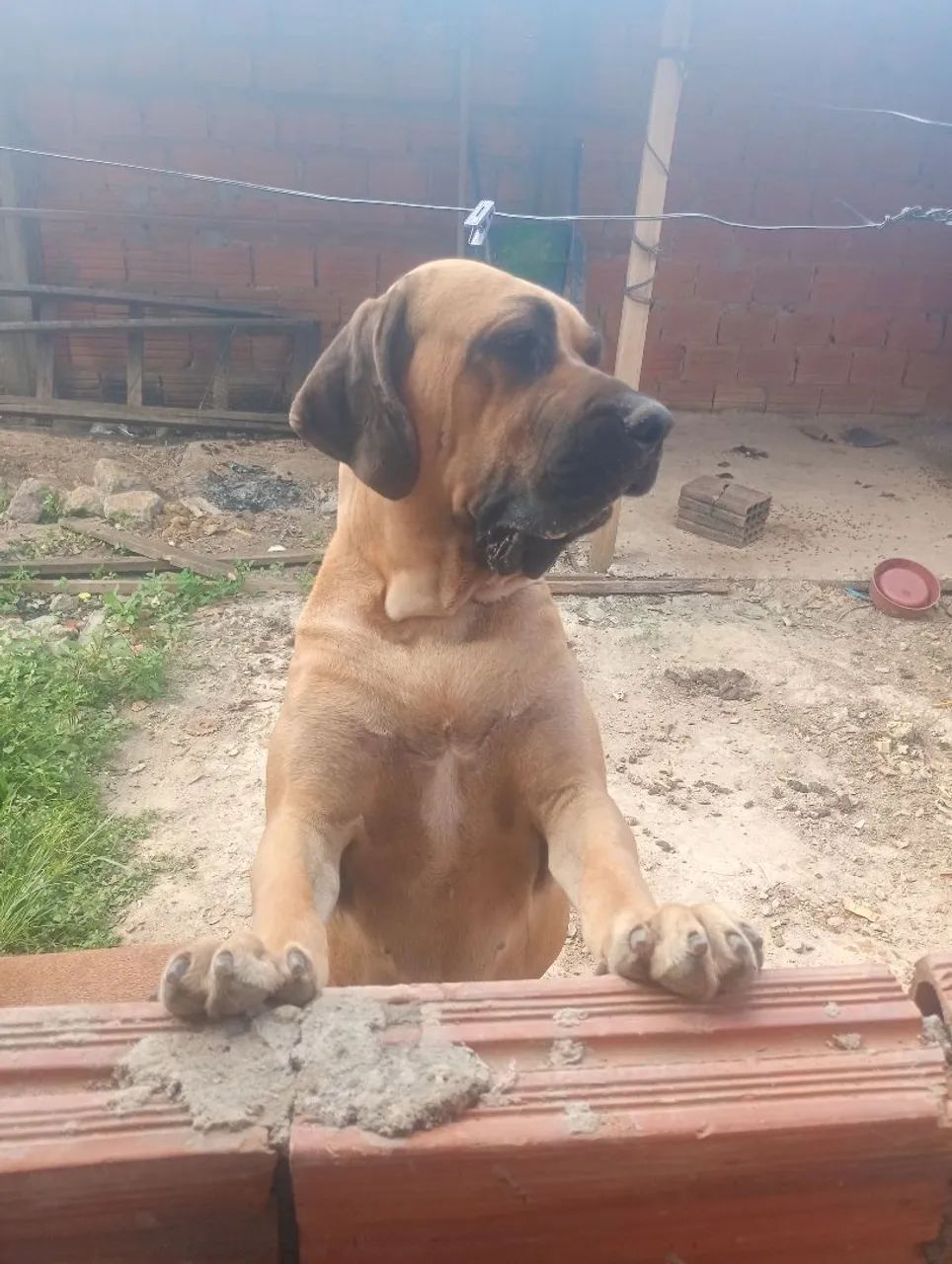Fila brasileiro com pedigree  - Foto 2