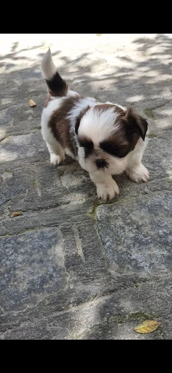 Shitzu Macho disponível pra reserva  - Foto 2