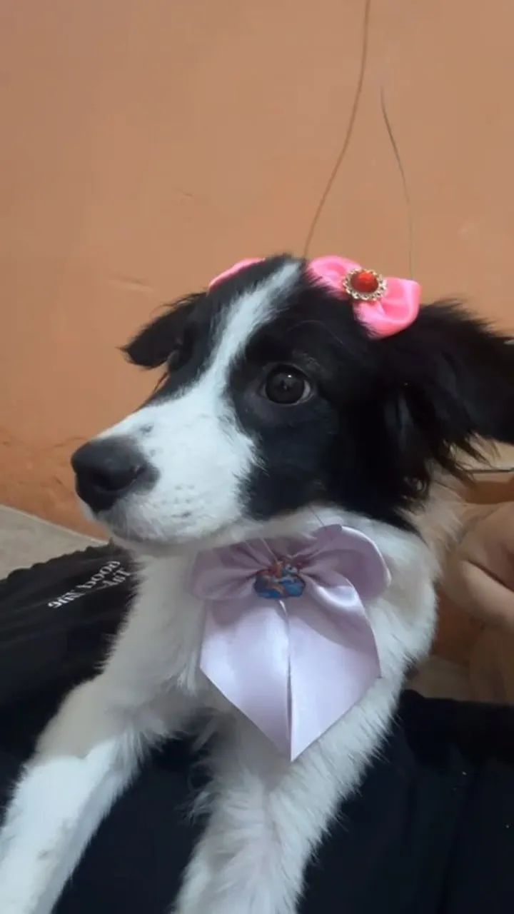  Adoção: Conheça a Maya! - Foto 3