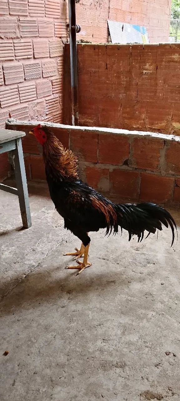Frango 5 - Foto 2