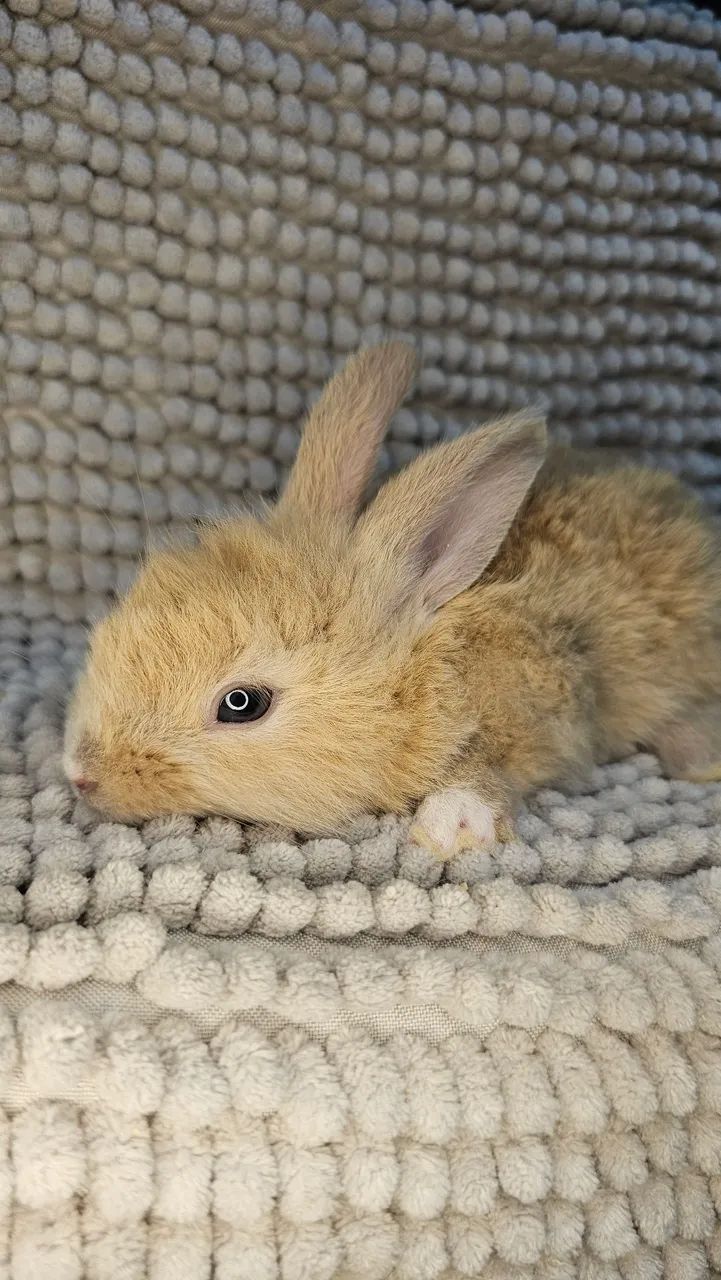 Coelho lion - Foto 2